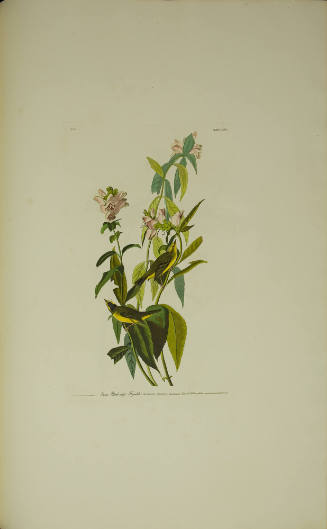 Green Black-capt Flycatcher