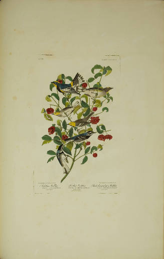 Audubons Warbler ; Hermit Warbler ; Black-throated Gray Warbler