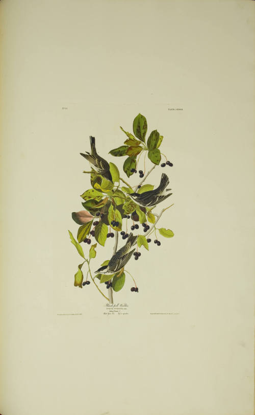 Black-poll Warbler