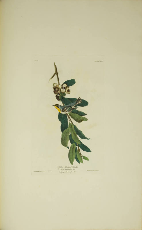 Yellow Throated Warbler