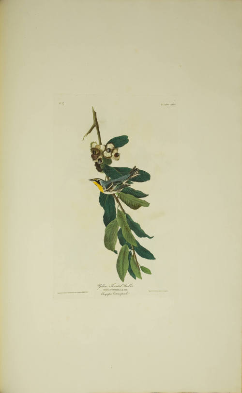 Yellow Throated Warbler