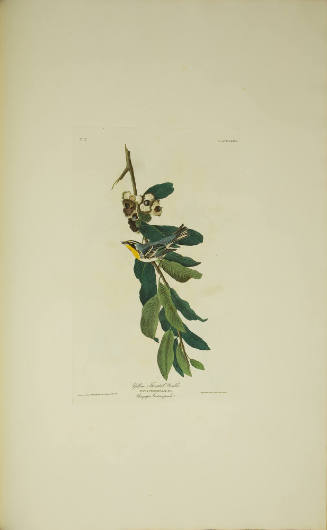 Yellow Throated Warbler