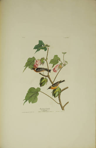 Bay-breasted Warbler