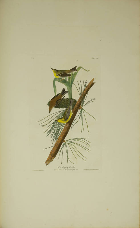 Pine Creeping Warbler
