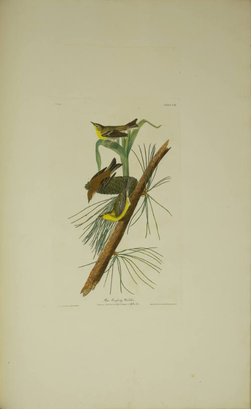 Pine Creeping Warbler