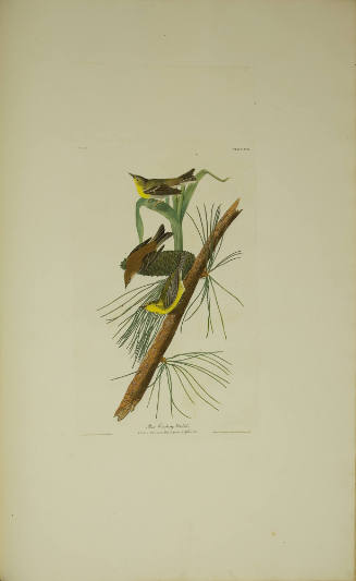 Pine Creeping Warbler