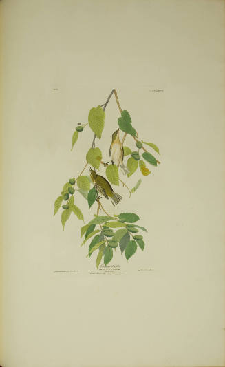 Autumnal Warbler