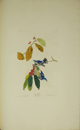 Azure Warbler