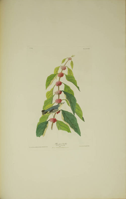 Blue-green Warbler