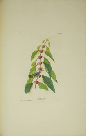 Blue-green Warbler