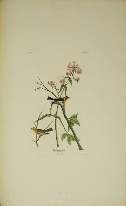 Blackburnian Warbler