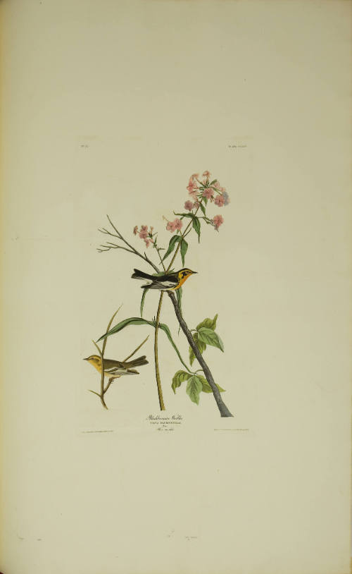 Blackburnian Warbler