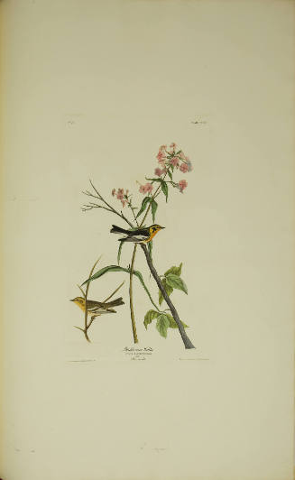 Blackburnian Warbler