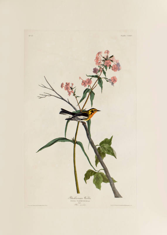 Blackburnian Warbler