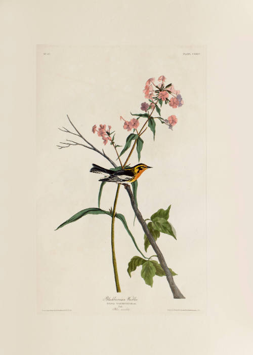 Blackburnian Warbler