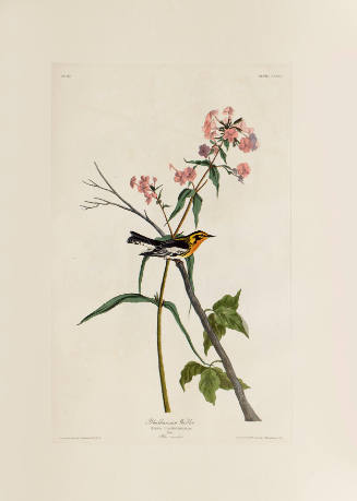 Blackburnian Warbler