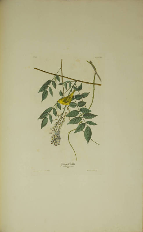 Yellow-poll Warbler