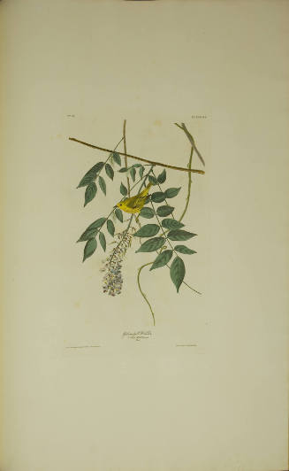 Yellow-poll Warbler