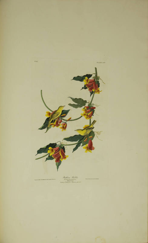 Rathbone Warbler
