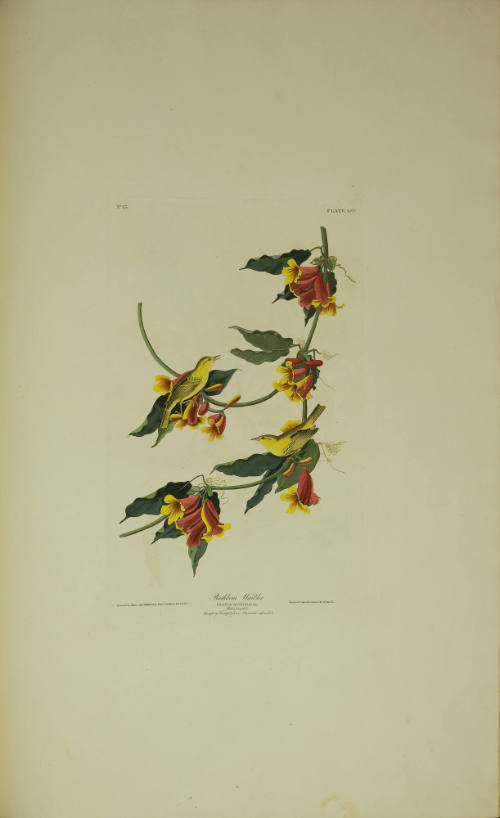 Rathbone Warbler