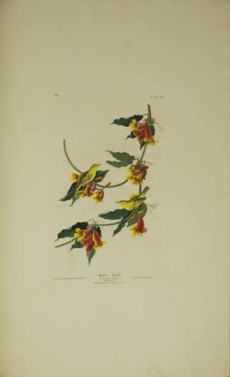 Rathbone Warbler