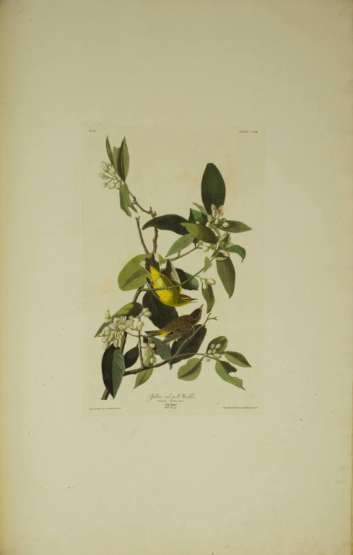 Yellow red poll Warbler