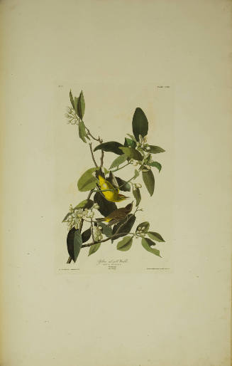 Yellow red poll Warbler