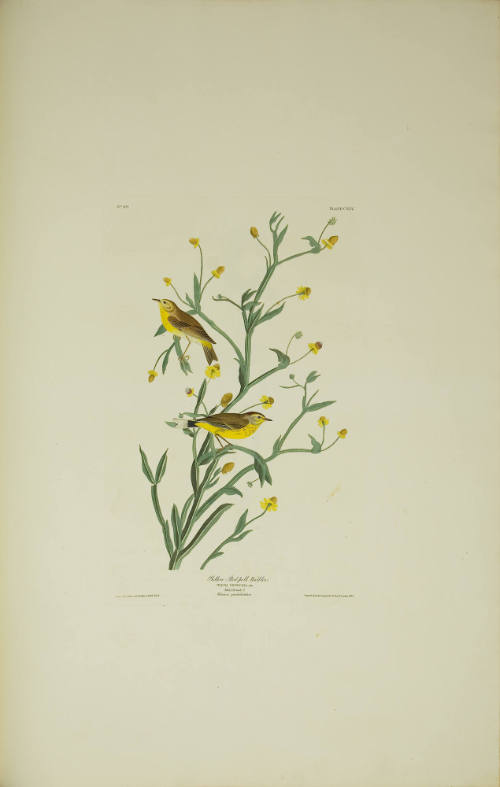 Yellow Red-poll Warbler