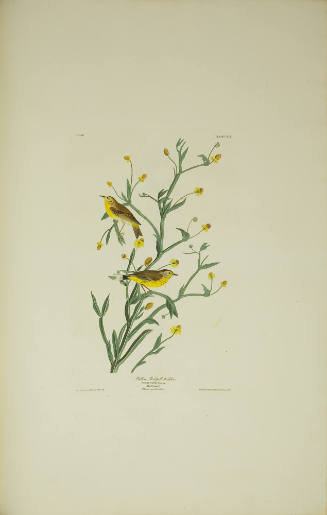 Yellow Red-poll Warbler