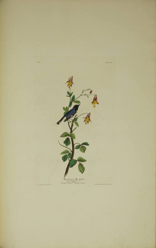 Black-thoated Blue Warbler