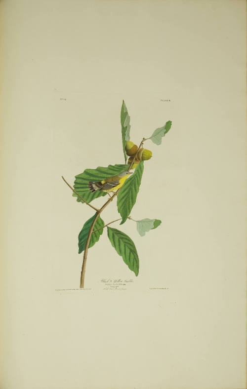 Black & Yellow Warbler