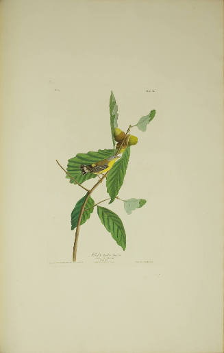 Black & Yellow Warbler