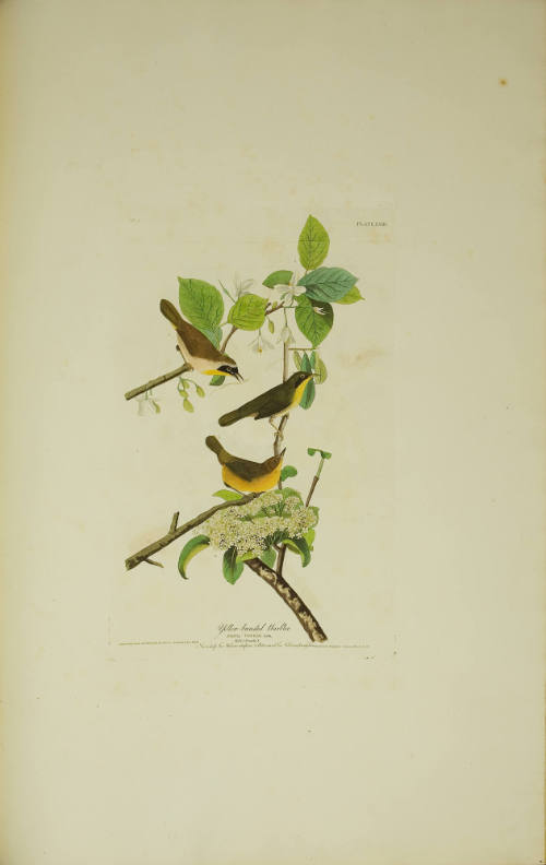 Yellow-breasted Warbler