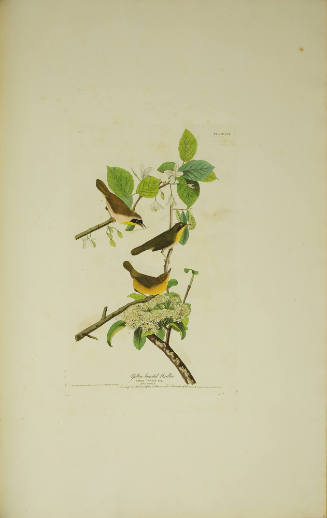 Yellow-breasted Warbler