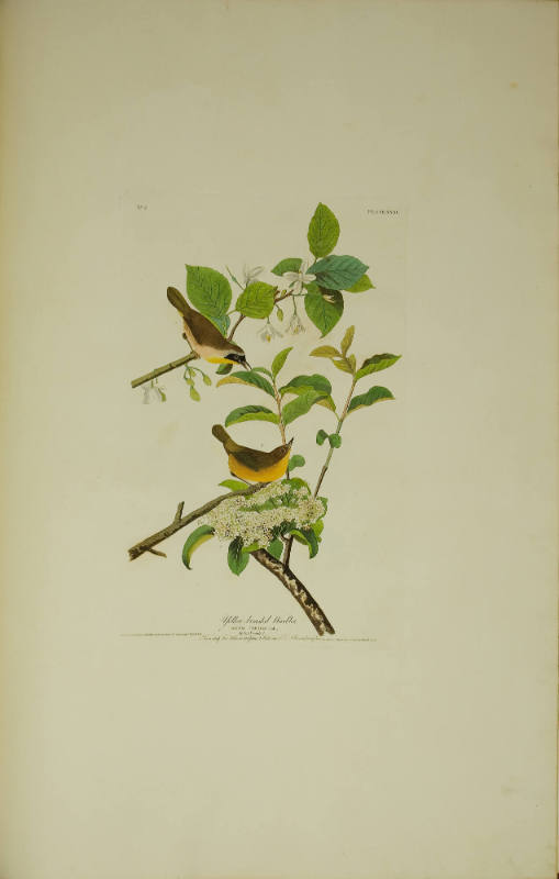 Yellow-breasted Warbler