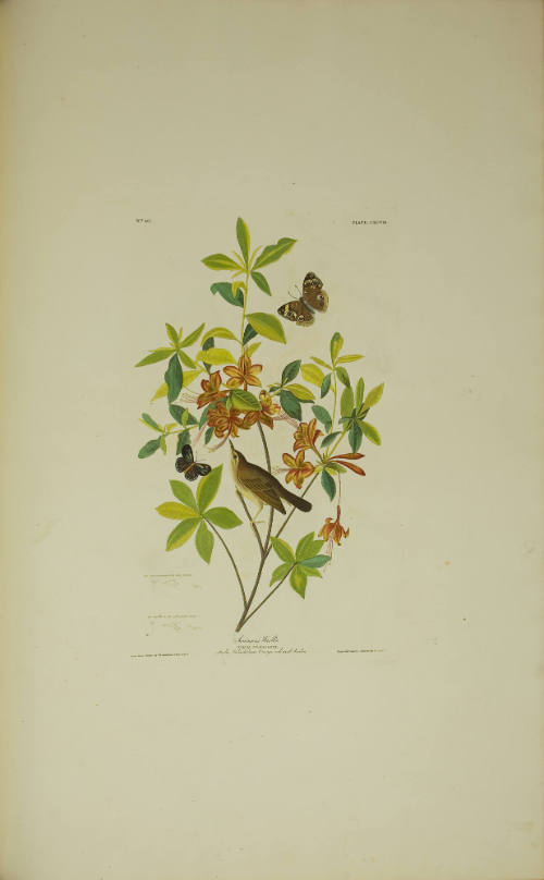 Swainson's Warbler