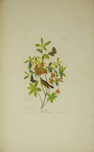 Swainson's Warbler