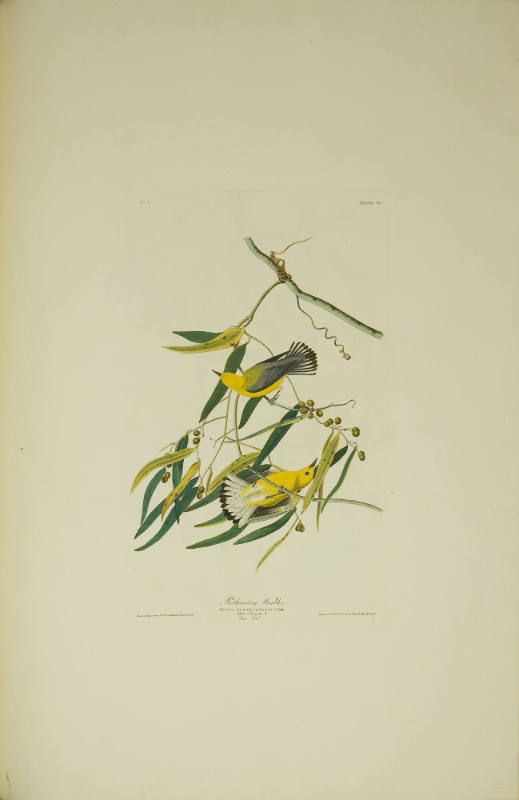 William Home Lizars
