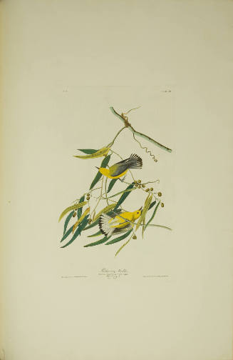 Prothonotary Warbler