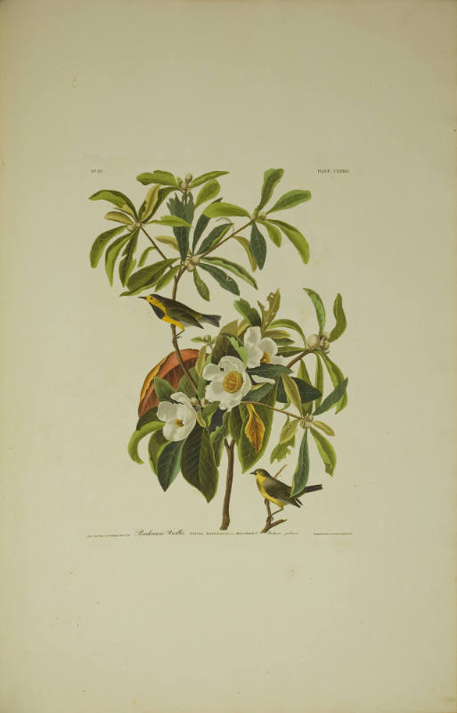 Bachman's Warbler