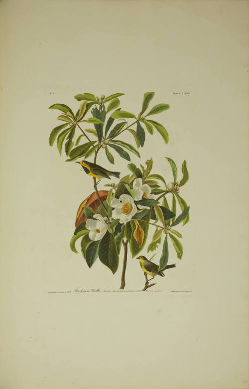 Bachman's Warbler