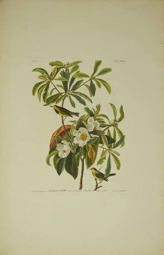 Bachman's Warbler