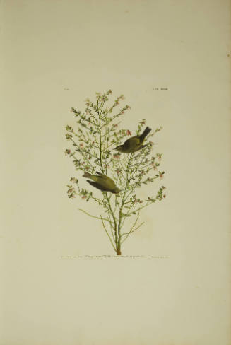 Orange-crowned Warbler