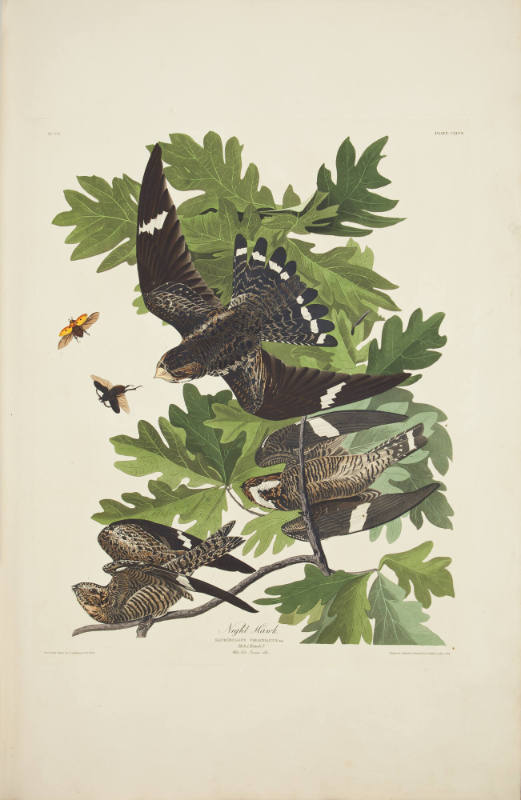 Night Hawk