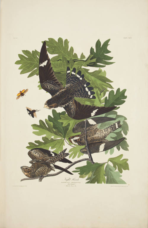 Night Hawk
