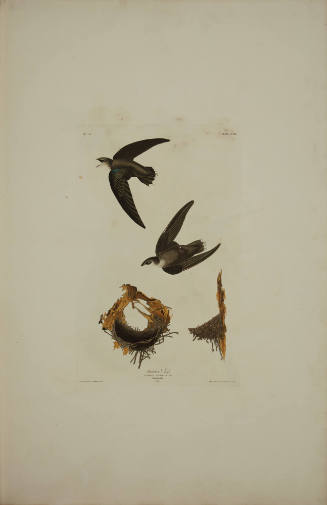 American Swift