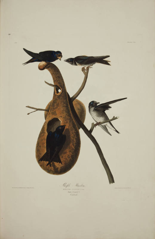 Purple Martin