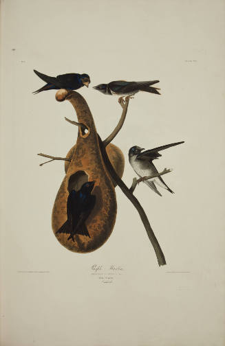 Purple Martin