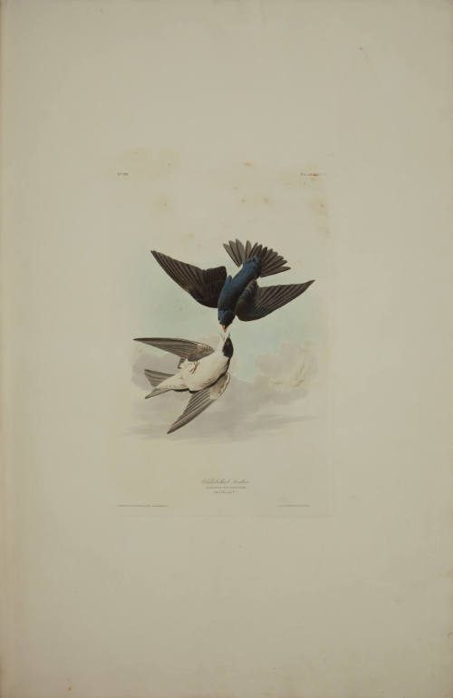 White-bellied Swallow