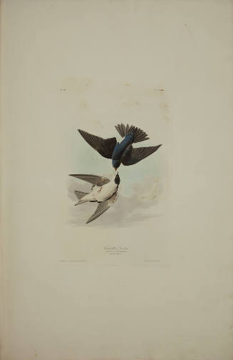 White-bellied Swallow